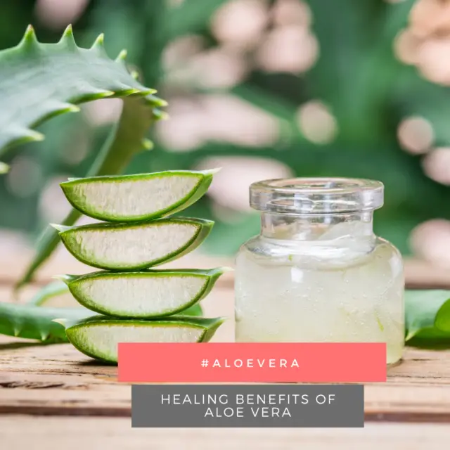 12 Healing Benefits Of Aloe Vera