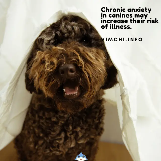 Is Cbd Safe For Dogs With Anxiety