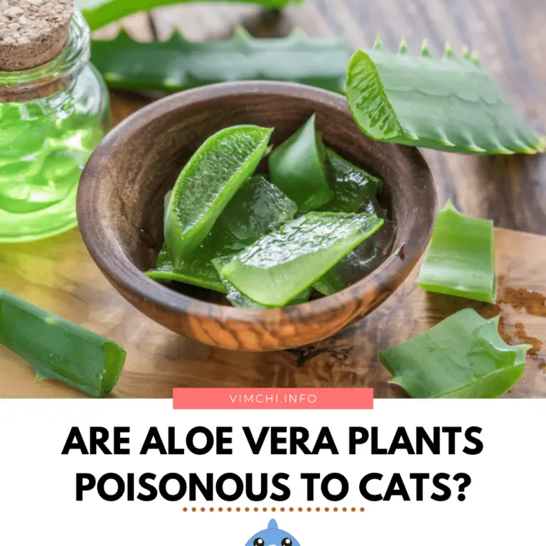 Are Aloe Vera Plants Poisonous To Cats Vim Ch'i